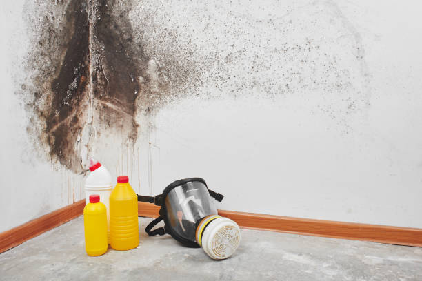 Best Mold Remediation Experts  in Bellevue, WA