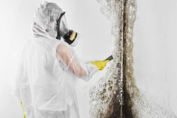 Best Affordable Mold Removal  in Bellevue, WA