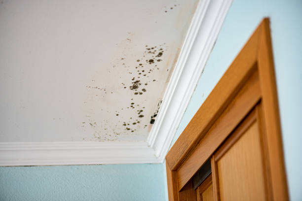Best Mold Cleaning Services  in Bellevue, WA