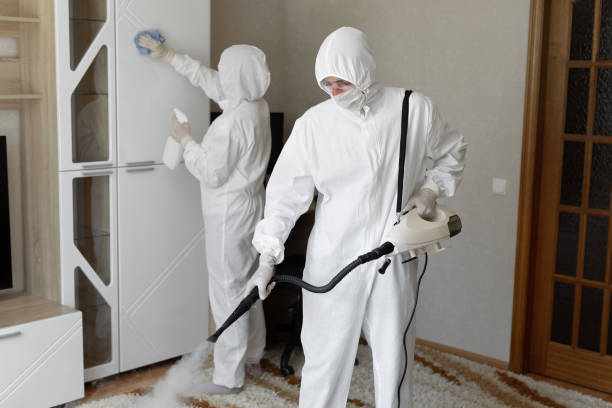 Best Attic Mold Removal  in Bellevue, WA