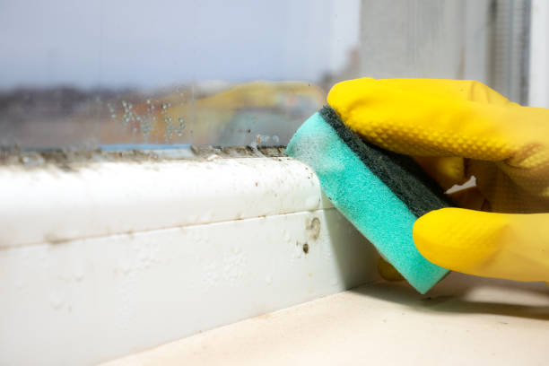 Certified Mold Removal in Bellevue, WA