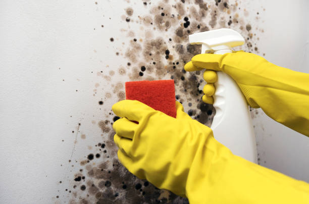 Best Professional Mold Removal  in Bellevue, WA