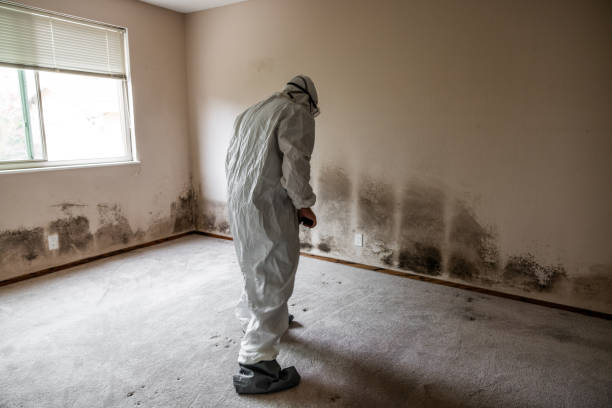 Best Residential Mold Removal  in Bellevue, WA