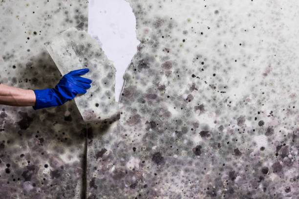 Best Certified Mold Removal  in Bellevue, WA