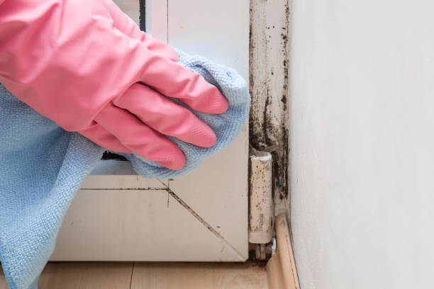 Best Mold Cleaning Services  in Bellevue, WA