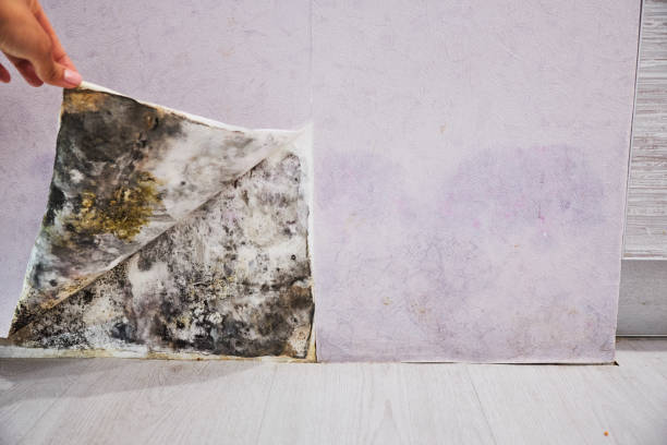 Bellevue, WA Mold Removal Company